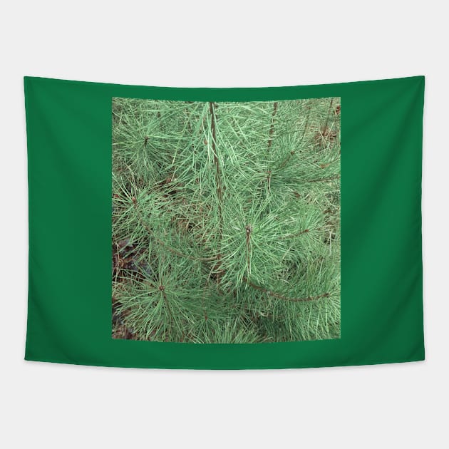 Spruce or fir needles Tapestry by robelf