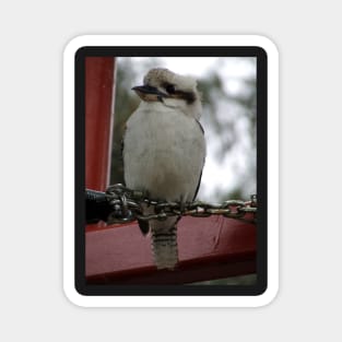 Kookaburra Magnet