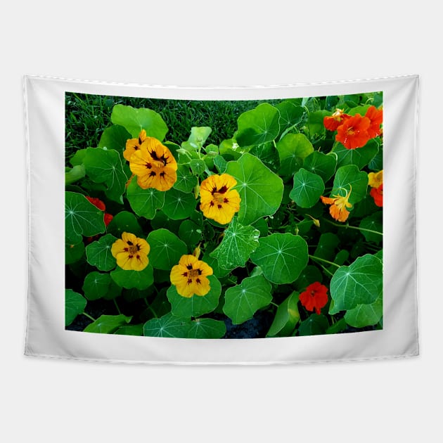 Yellow and orange nasturtiums Tapestry by Kim-Pratt