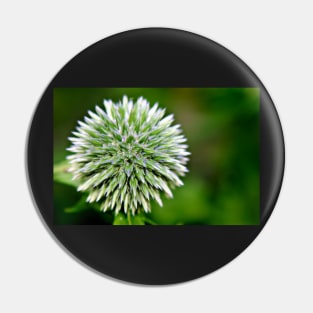 Globe Thistle (Echinops) Seed head Pin