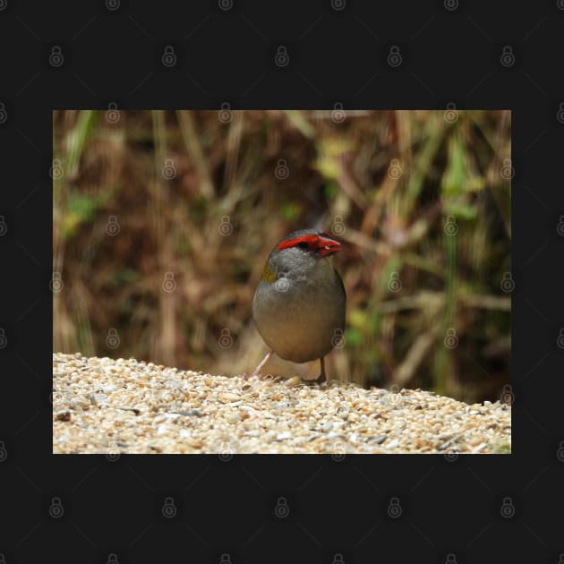 Red-browed Finch at Norton Summit by claire-l-page