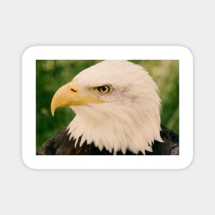 Bald Eagle (Vintage) Magnet