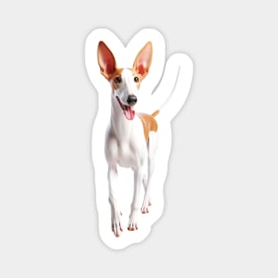 Ibizan Hound Magnet
