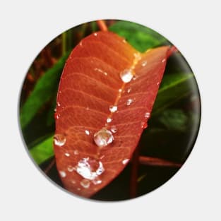 dew drops on young leaf Pin