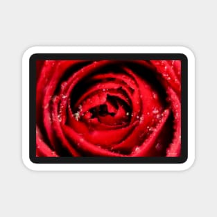 Rain Laced Rose Magnet