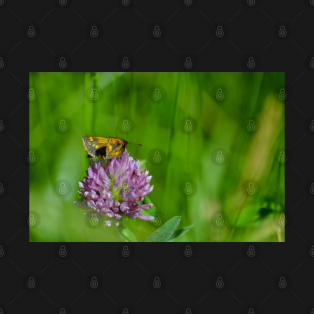 Moth on a Clover by Drgnfly4free