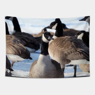 Canada Geese Standing In The Snow Tapestry