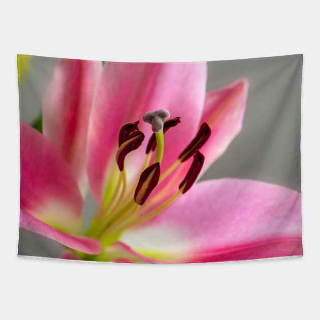 Pink Lily Tapestry by JeanKellyPhoto