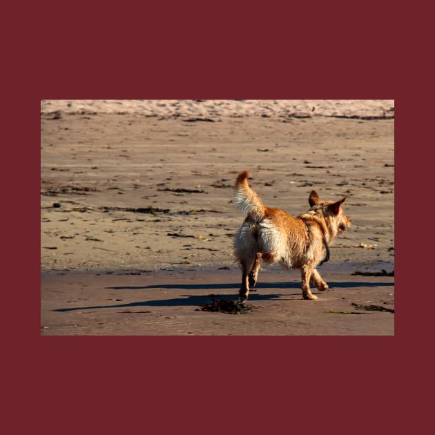 Cute dog enjoying running on a sandy beach by chiaravisuals