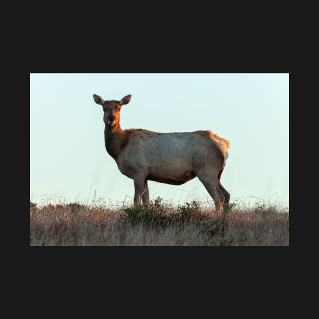 Tule Elk Cow by jvnimages