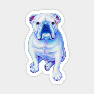 White Bulldog Magnet