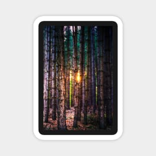 A Light in the Trees Magnet