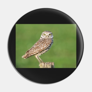 Burrowing Owl Pin