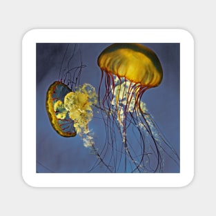 jellies Magnet