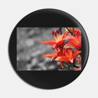 Orange Lily Flower Blossom, black and white photography Pin
