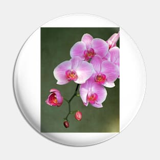 Pink orchid flowers Pin