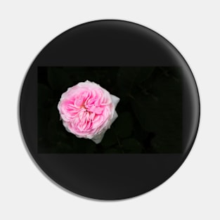 Pink flower in bloom Pin