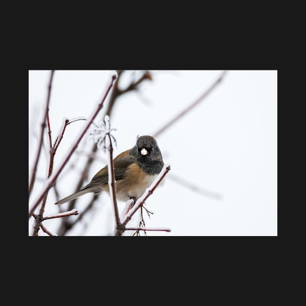 Dark-eyed Junco on Snowy Branches by Debra Martz by Debra Martz