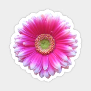 gerbera flower, daisies, gerberas, daisy, bloom Magnet