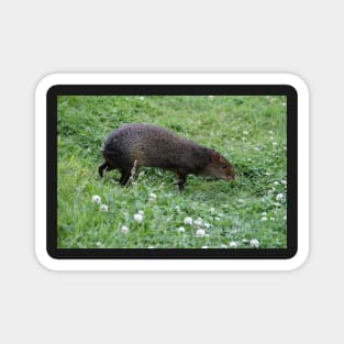 Azara`s Agouti Magnet