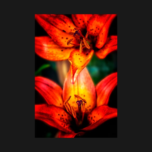 Oriental Lilies by Reg-K-Atkinson