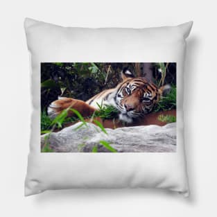 Sumatran Tiger Pillow