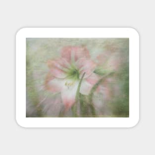 Pink Amaryllis Dance Magnet