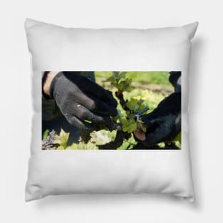 Shoot Thinning - Magpie Springs - Adelaide Hills Wine Region - Fleurieu Peninsula - South Australia Pillow