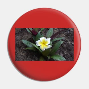 White and Yellow Frangipani Pin