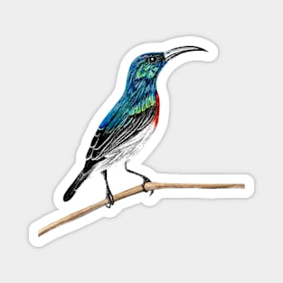 Sunbird illustration Magnet