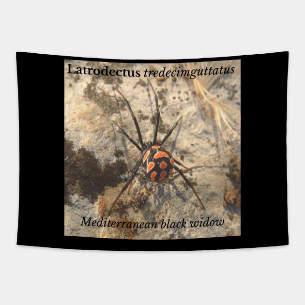 Latrodectus tredecimguttatus -  Mediterranean black widow Tapestry by Rosettemusicandguitar