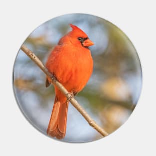 Northern Cardinal on a spring day Pin