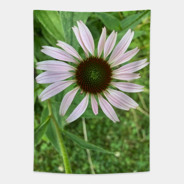 Pale Coneflower Tapestry by Amanda1775