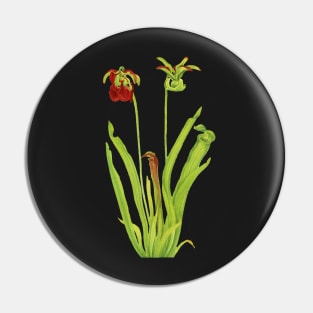 Sweet Pitcherplant - Sarracenia Rubra- Walcott - Botanical Illustration Pin