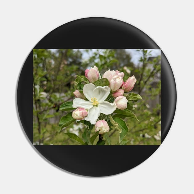 White and Pink Tree Flowers 2 Pin by AustaArt