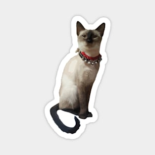 Siamese Cat Magnet