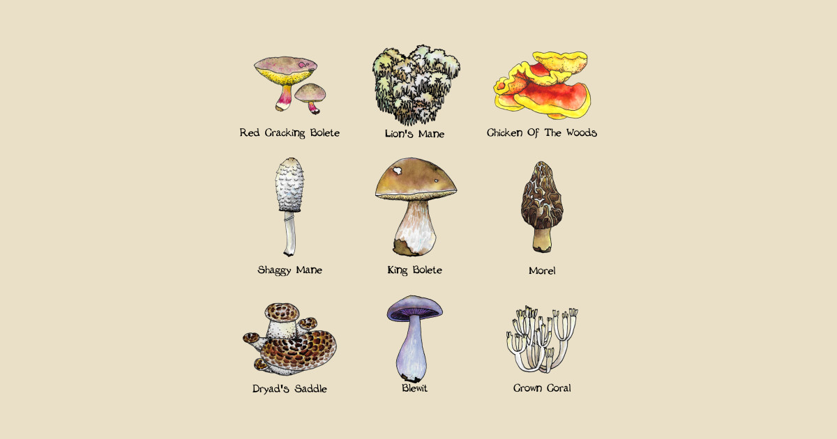 Mushroom Id Chart