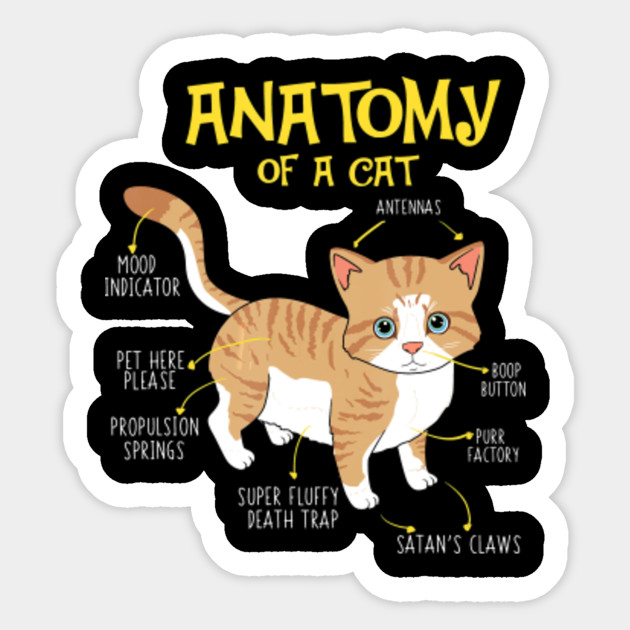 Funny Anatomy Of A Cat Kitten Feline Cat Sticker Teepublic Au