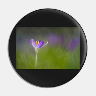 Purple Crocus with a Soft Background Pin