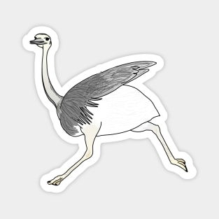 Rhea americana nandou running Magnet