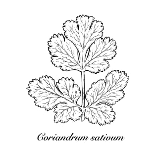 Coriandrum sativum - Coriander or cilantro. T-Shirt