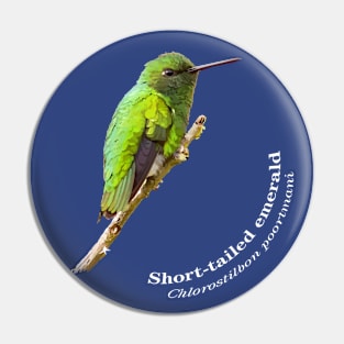 Short-tailed emerald hummingbird against the blue sky Pin