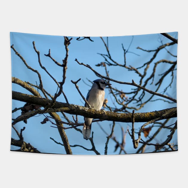 A Blue Jay Perched On a Tree Branch Tapestry by BackyardBirder