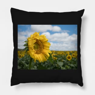 The Sunflower Field Pillow