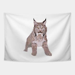 Cute Canada Lynx Drawing Tapestry