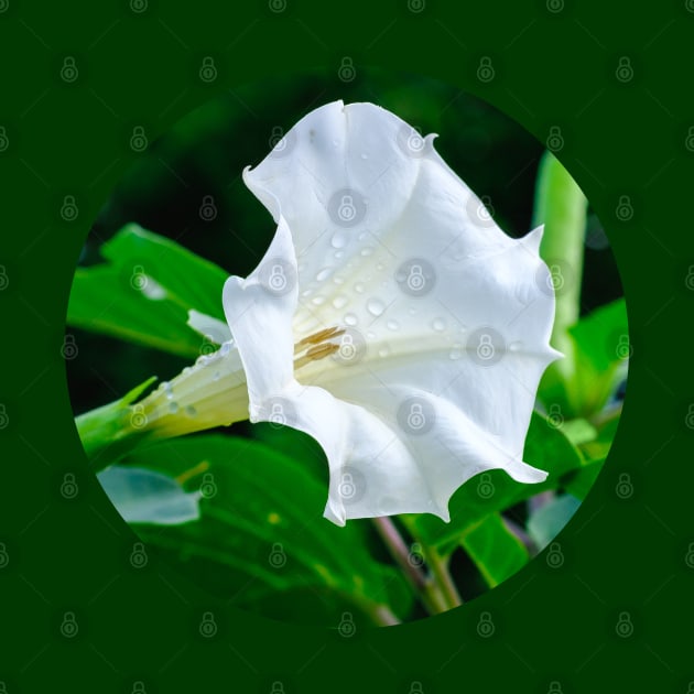 Datura Flower Photograph by love-fi