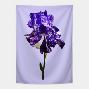 Purple and White Striped Iris Tapestry