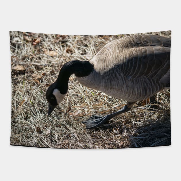 Canada Geese looking for nesting material Tapestry by CanadianWild418