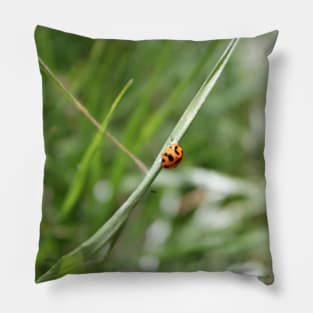 Lucky Ladybug in the grass Pillow