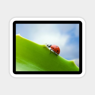 Wall Art - Ladybird, Ladybug Ascent - Photo print, canvas, artboard print Canvas Print Magnet